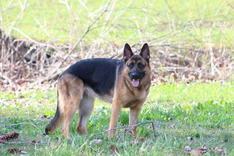 Aloisius Von Burg-Wachter Tegan | German Shepherd Dog 