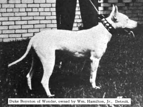 Duke Boynton of Wonder | Bull Terrier 