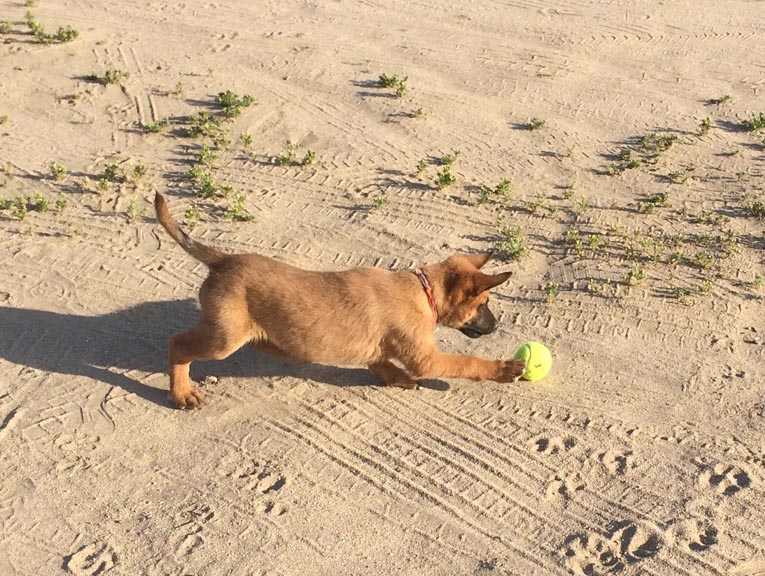 Making Mayhem du Dantero | Belgian Malinois 