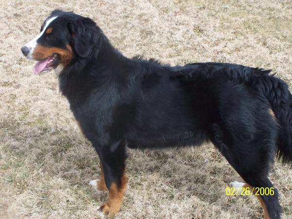 Corbetts Bailie Beauty | Bernese Mountain Dog 