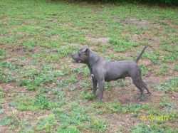 Strongsides N Perry's Coco | American Pit Bull Terrier 