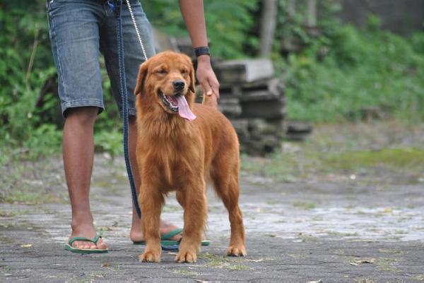 Golden Fraternity Alma | Golden Retriever 