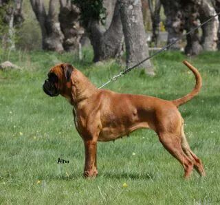La Cara Bonita de Almedin-Ra | Boxer 