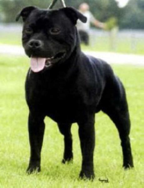 Lackyle Diabhal Og | Staffordshire Bull Terrier 