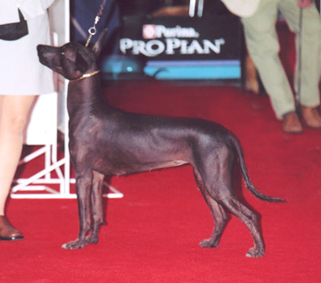 Tecuhtli (hoover) | Xoloitzcuintli 