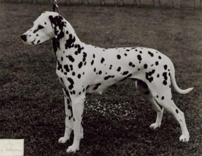 Olbero Orabella | Dalmatian 