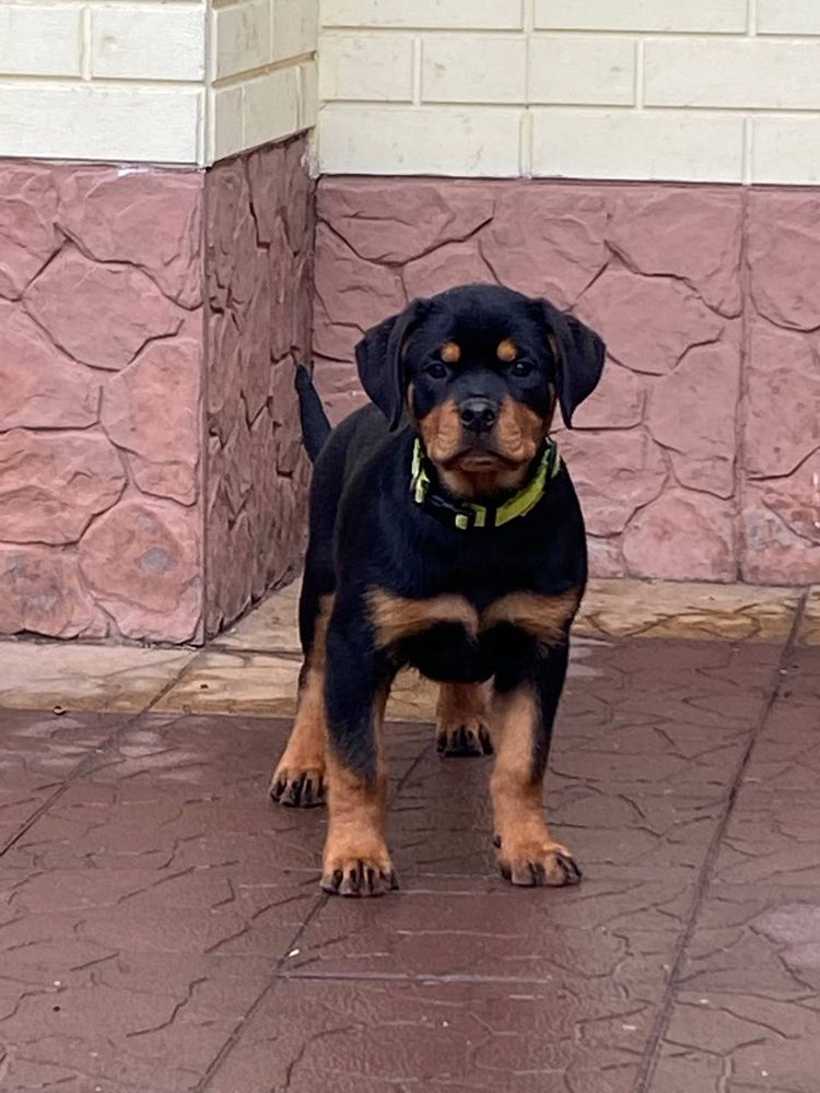 Bulgaria Teren | Rottweiler 