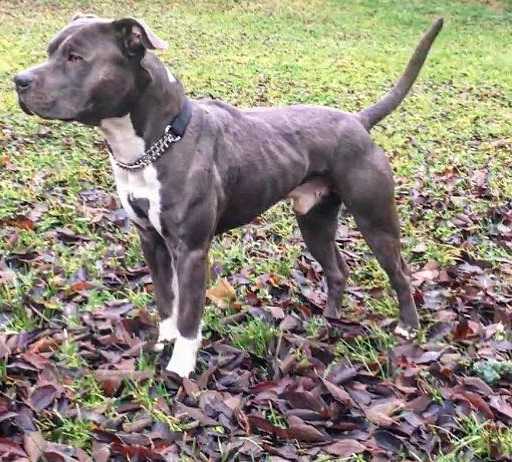 Noble heart Ares | American Staffordshire Terrier 