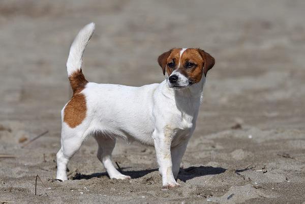 Easy to love | Jack Russell Terrier 