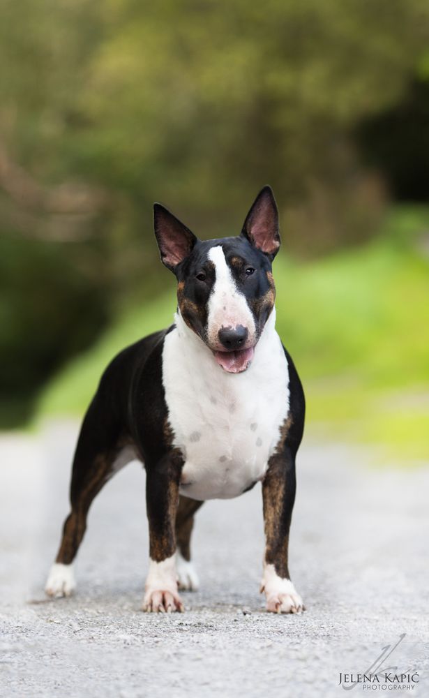 Paskuda Bad Magic | Bull Terrier 