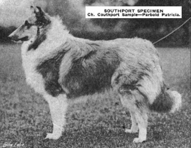 Southport Specimen 133020 | Rough Collie 