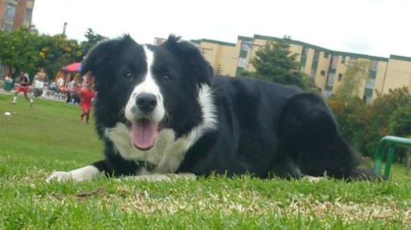 Cumelen de Cibalerio | Border Collie 