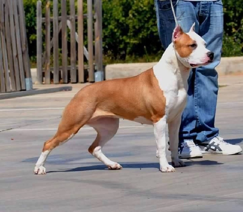 Karballido staffs Iberolegend | American Staffordshire Terrier 
