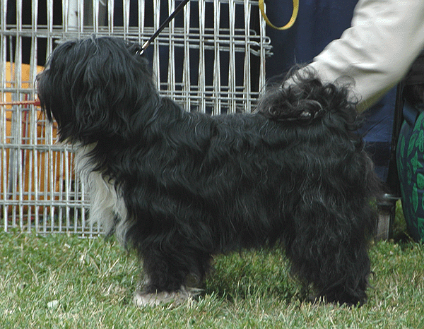 PINDAROS FAME'N HONOR | Tibetan Terrier 