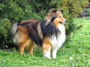 TWISTER STAJNIA NOWOGRÓD | Shetland Sheepdog 