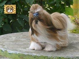 Le-Vendosk Anthony Edward Stark | Shih Tzu 