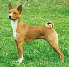 Azenda Dreamtime | Basenji 