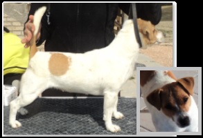 BETTY RJRT | Jack Russell Terrier 