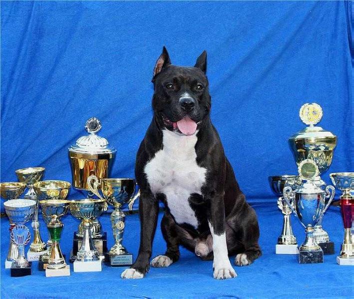 OKSES TRIUMFATOR | American Staffordshire Terrier 