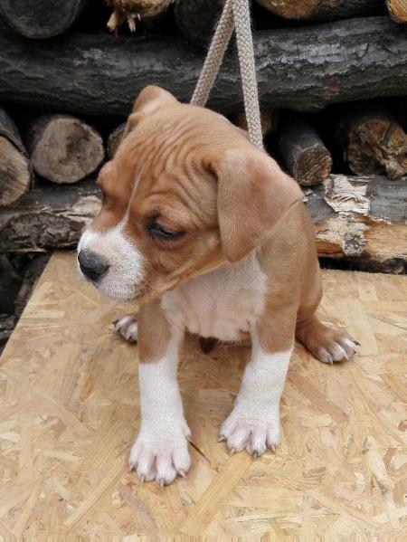 Robustaff Warrior Feeling | American Staffordshire Terrier 