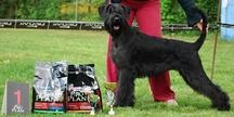 Happy Hilary Goldest Danubius | Giant Schnauzer 