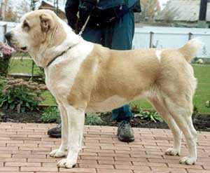 Ortodox Kolostor Bayburi | Central Asian Shepherd Dog 