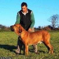 Jean Cloud Wandame IV do Rincão Violento | Fila Brasileiro 