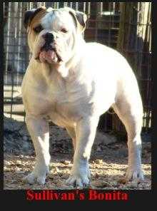 Sullivan's Bonita Darling | Olde English Bulldogge 