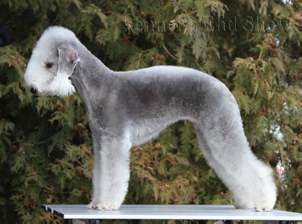 L'End Show  Mistery Success | Bedlington Terrier 