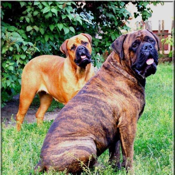 HERE IS COMING TIGER II Nestor Notabilis | Bullmastiff 