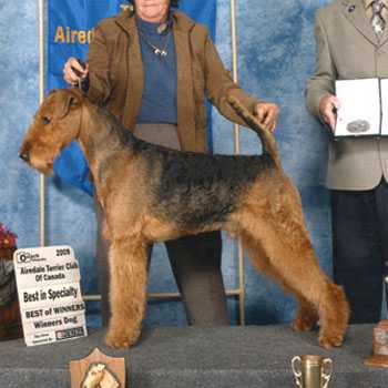 M.J. Traymar's Spellbound | Airedale Terrier 