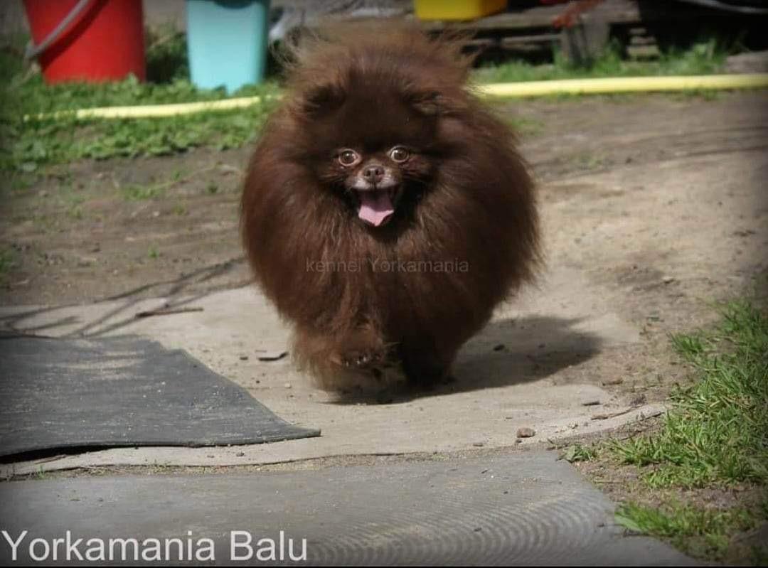 Yorkamaniya Balu | German Spitz 