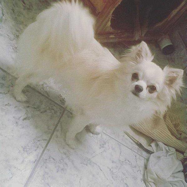 Maia 4 Sixty Six | Chihuahua 