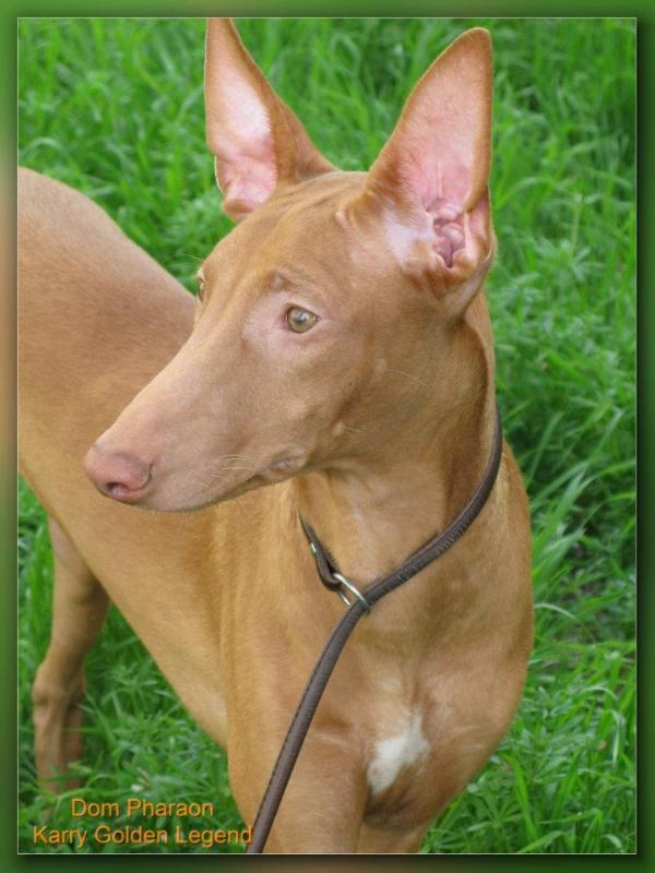 Dom Pharaon Karry Golden Legend | Pharaoh Hound 