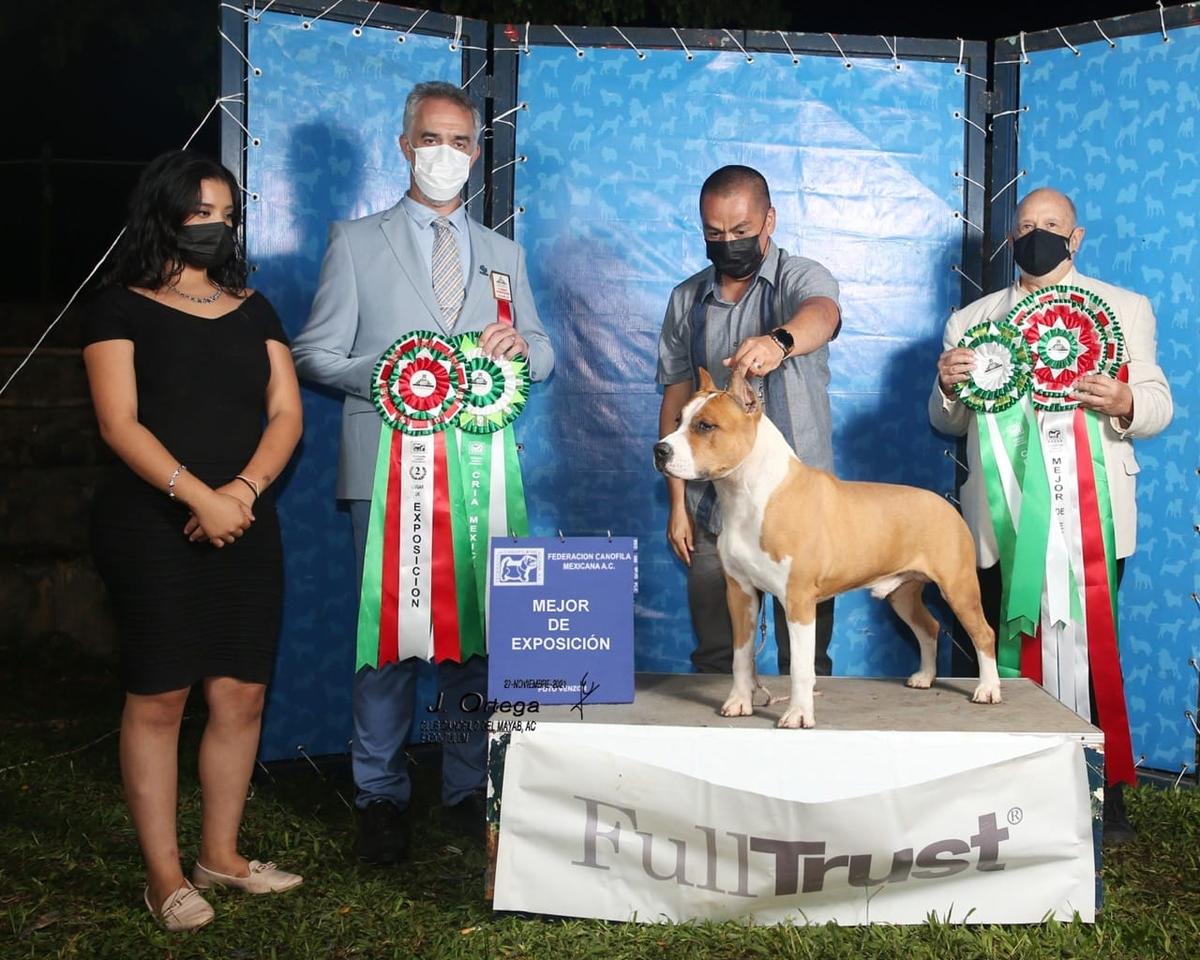 Making Diference Cardenas | American Staffordshire Terrier 