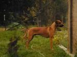 Bukavu Bambuto | Rhodesian Ridgeback 