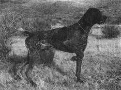 Rugerheim's Bit of Bourbon | German Shorthaired Pointer 