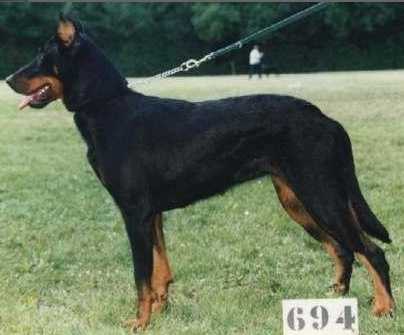 Zouny de Montecla | Beauceron 