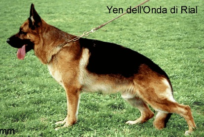 Yen dell'Onda di Rial | German Shepherd Dog 