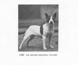 Deldon Delovely | Miniature Bull Terrier 