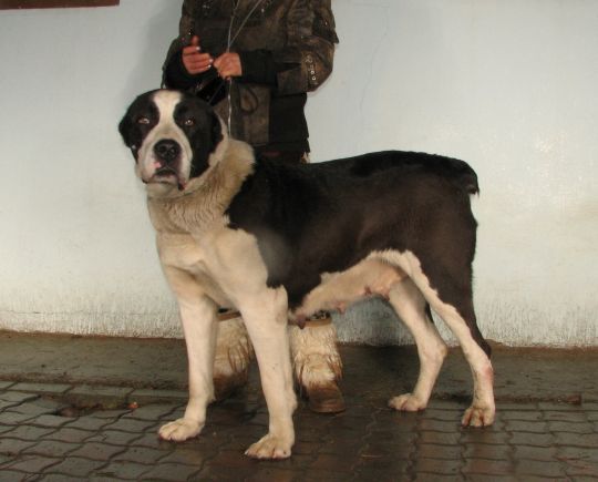 Oksa | Central Asian Shepherd Dog 