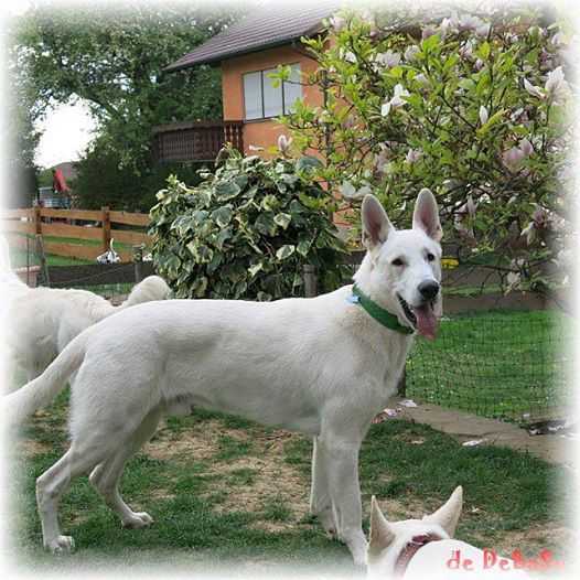 Bossanova Vom House Savacium | White Swiss Shepherd Dog 