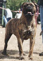 Lady Face Vom Frankental | Bullmastiff 