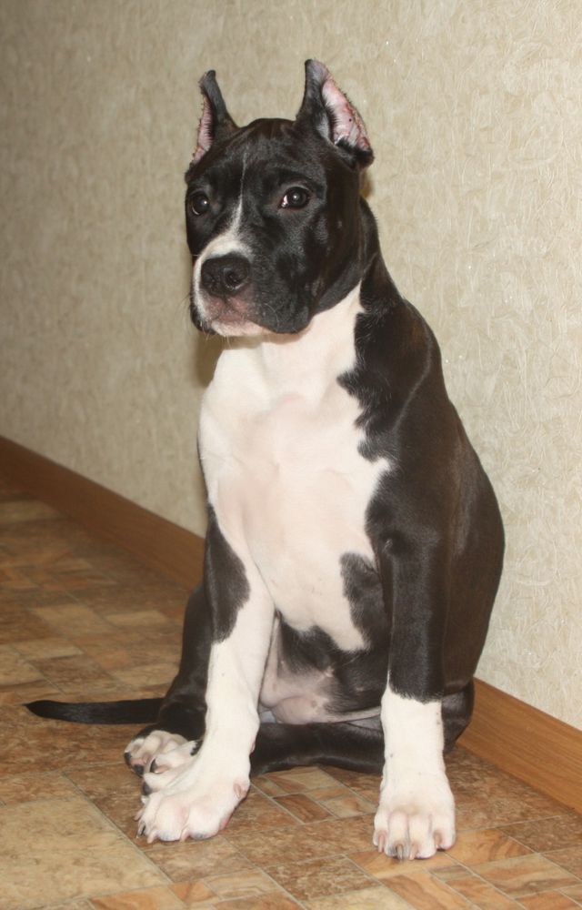 SANNIT DEMIRA GEKATA | American Staffordshire Terrier 