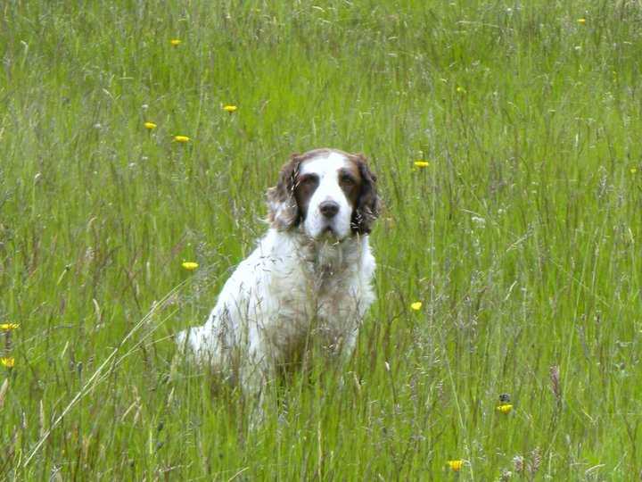 Jessabee Chasen N Chewen | English Springer Spaniel 