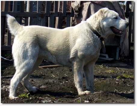 Zauralskiy Medved Zhadi | Central Asian Shepherd Dog 
