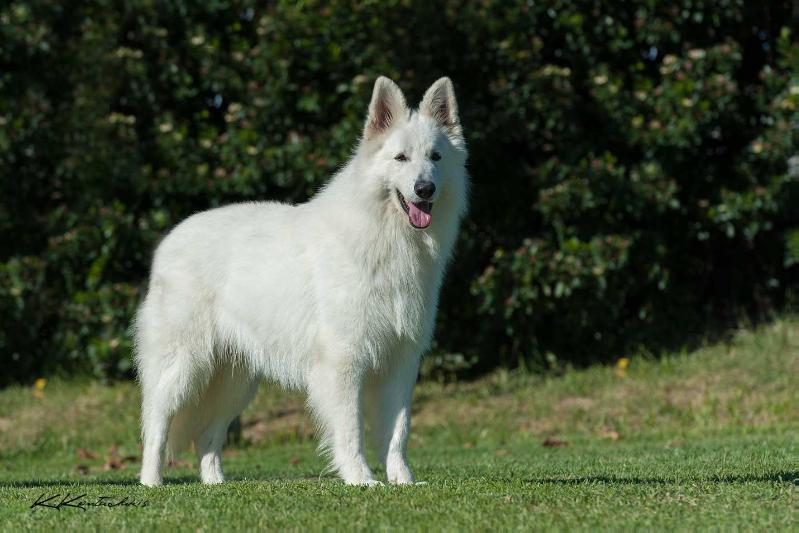 Aeolos of Agrafa nagi tanka | White Swiss Shepherd Dog 