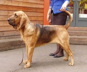 GERZOGINYA GLAFIRA | Bloodhound 
