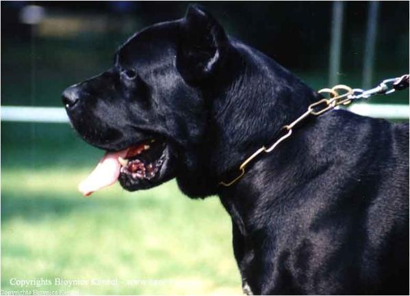 Retico (1989) | Cane Corso 