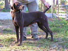 Kaly da leziria | German Shorthaired Pointer 